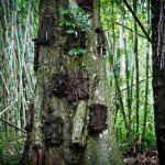 Baby Grave Kambira, Tana Toraja Tour
